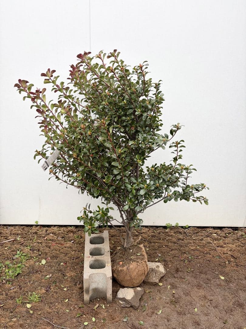 ヒメシャリンバイ　148