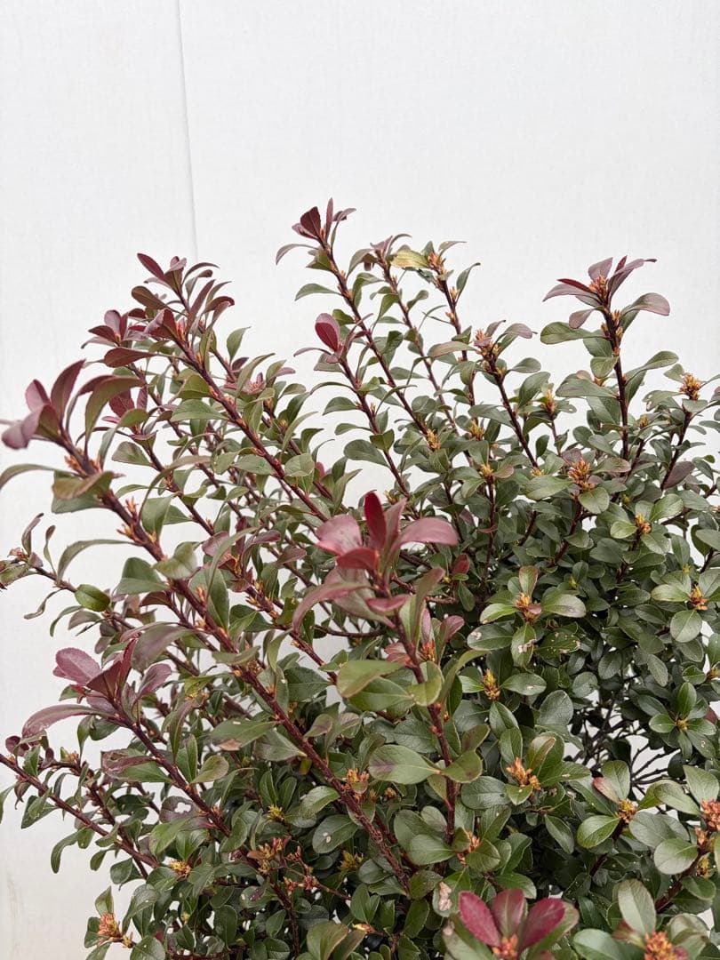 ヒメシャリンバイ　148