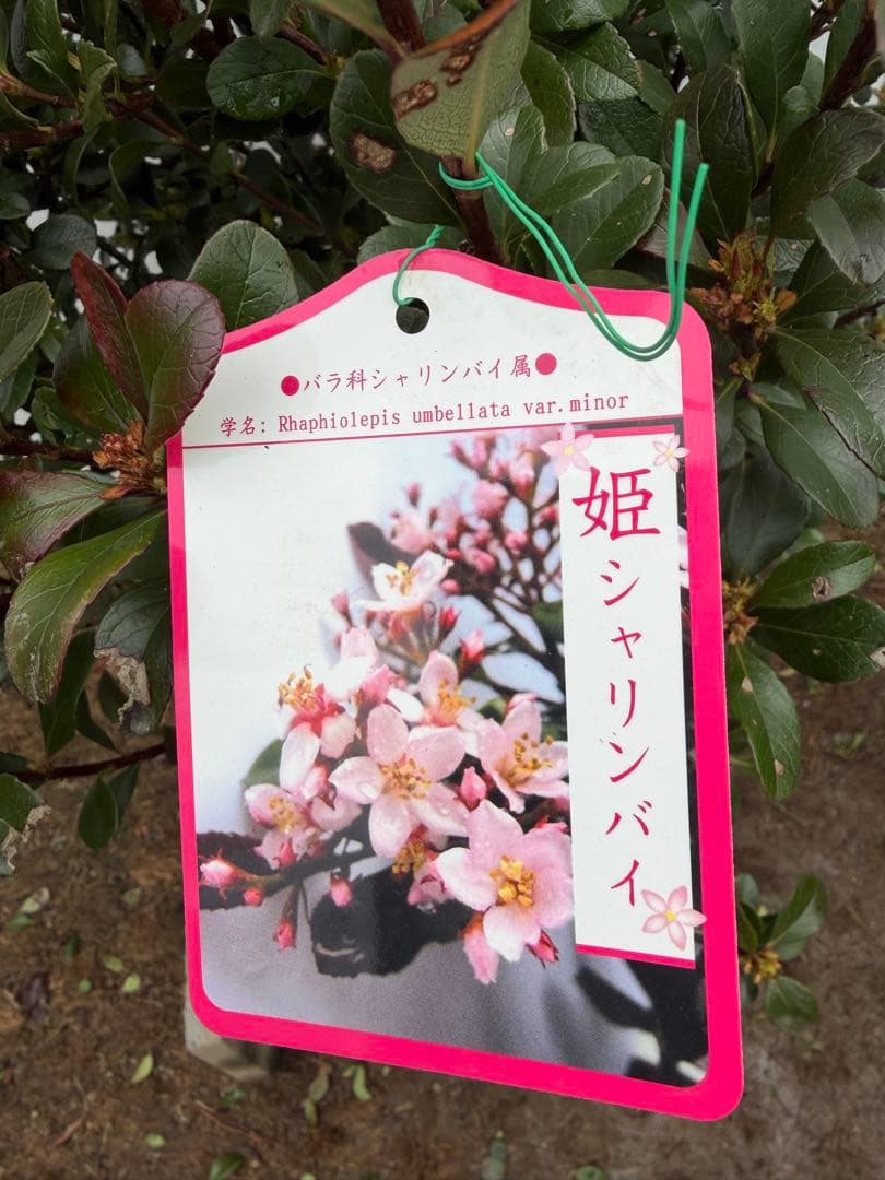 ヒメシャリンバイ　148