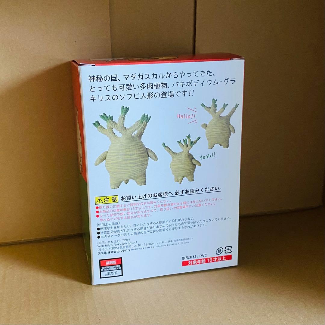 taro様お約束分　TOKY トーキー グラキリスちゃん(Natural)