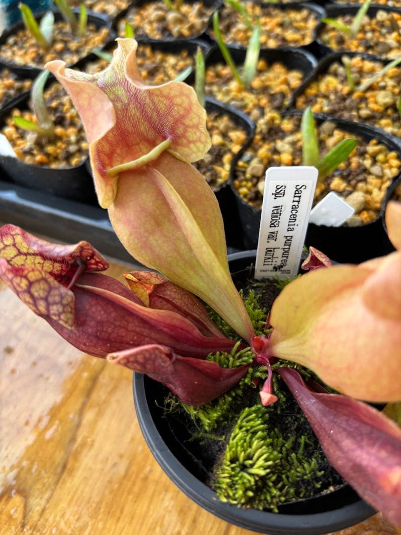 サラセニア プルプレア ssp venosa ver Burkii 食虫植物