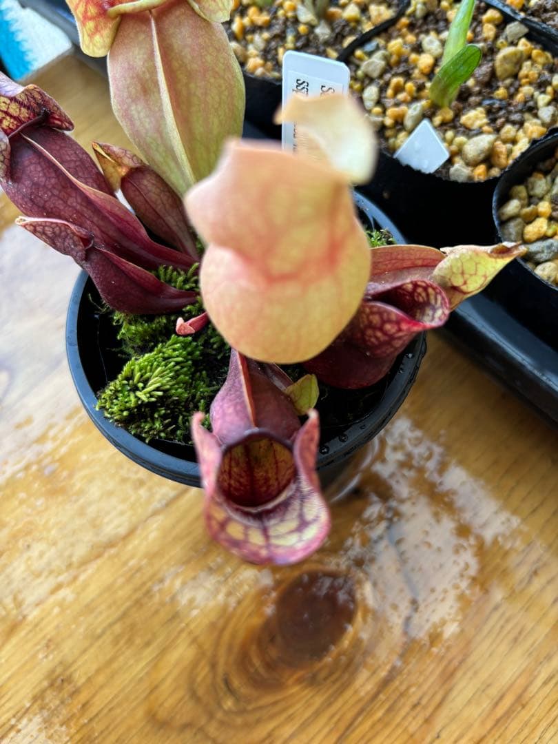 サラセニア プルプレア ssp venosa ver Burkii 食虫植物
