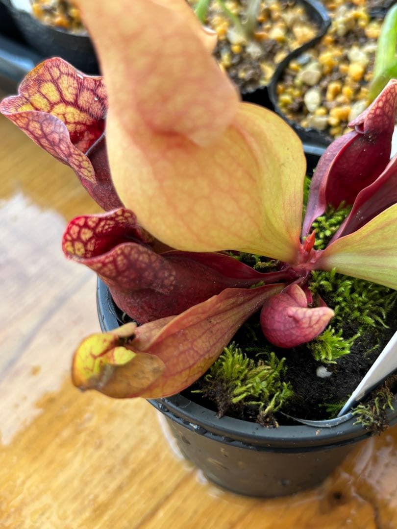 サラセニア プルプレア ssp venosa ver Burkii 食虫植物
