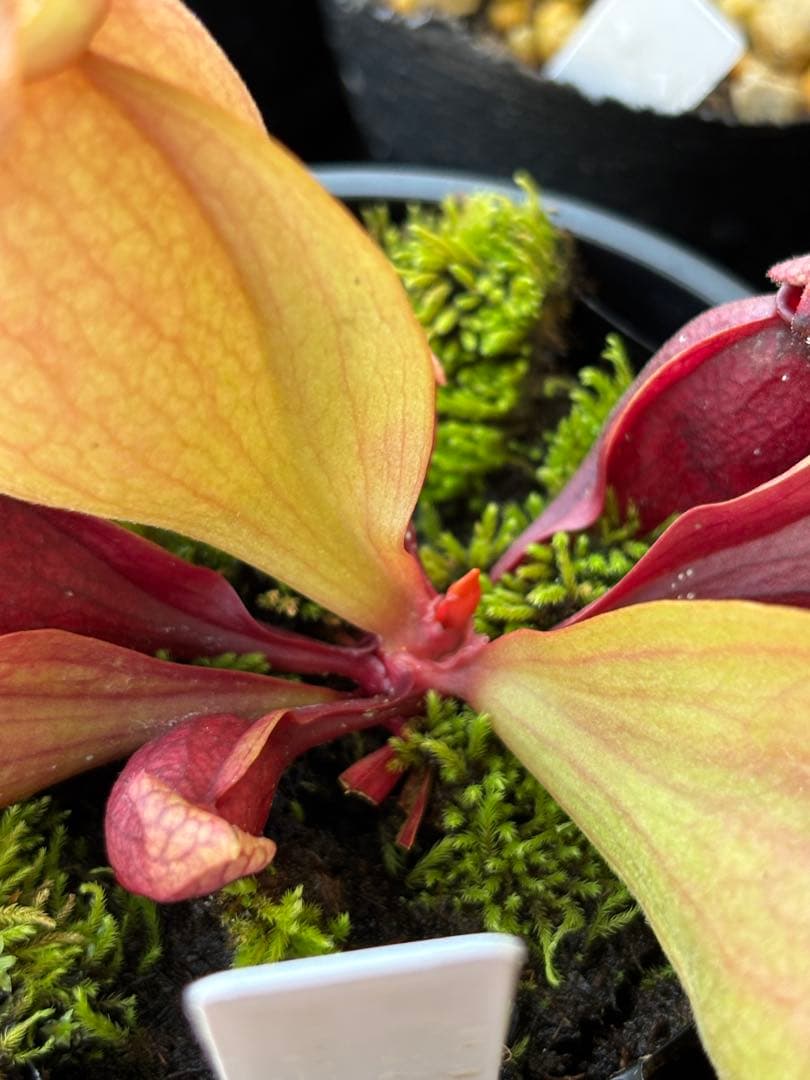 サラセニア プルプレア ssp venosa ver Burkii 食虫植物