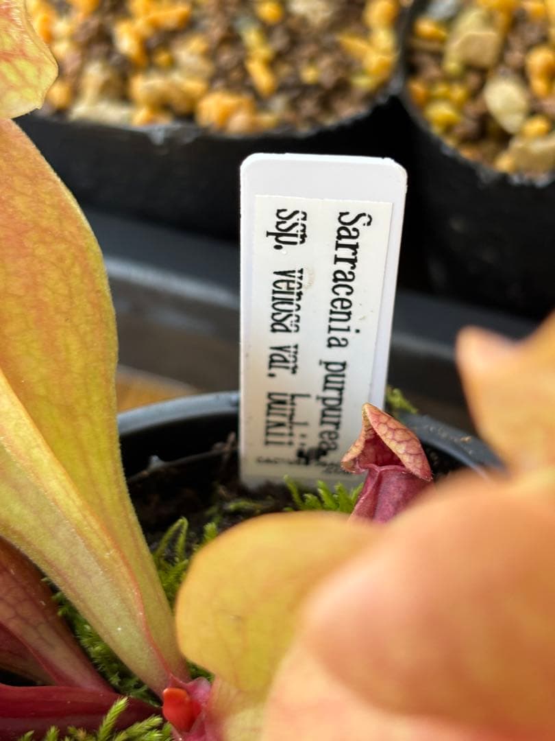 サラセニア プルプレア ssp venosa ver Burkii 食虫植物
