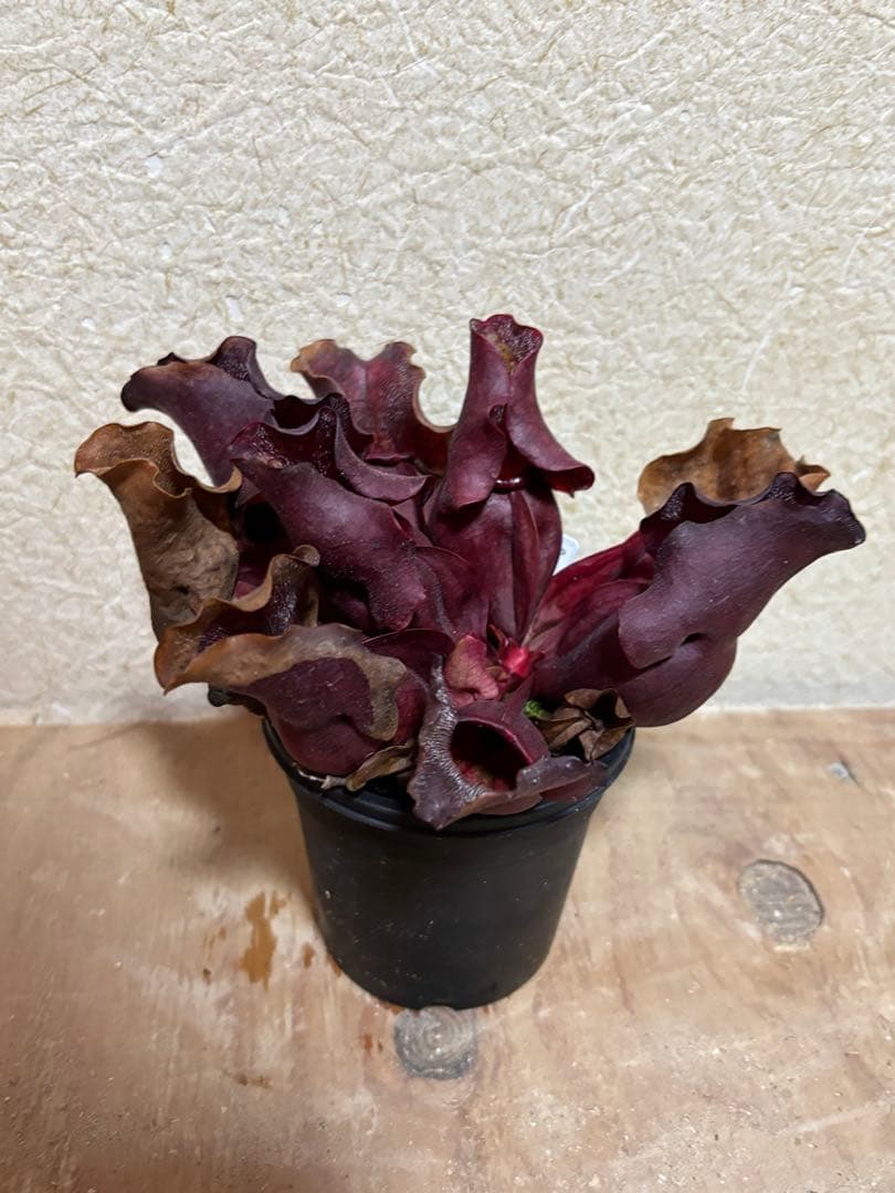 サラセニア プルプレア ssp venosa ver Burkii 食虫植物