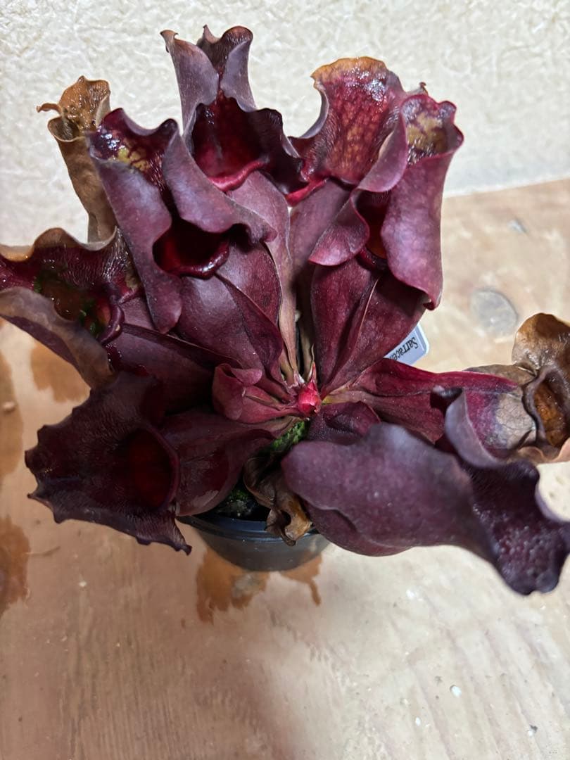 サラセニア プルプレア ssp venosa ver Burkii 食虫植物