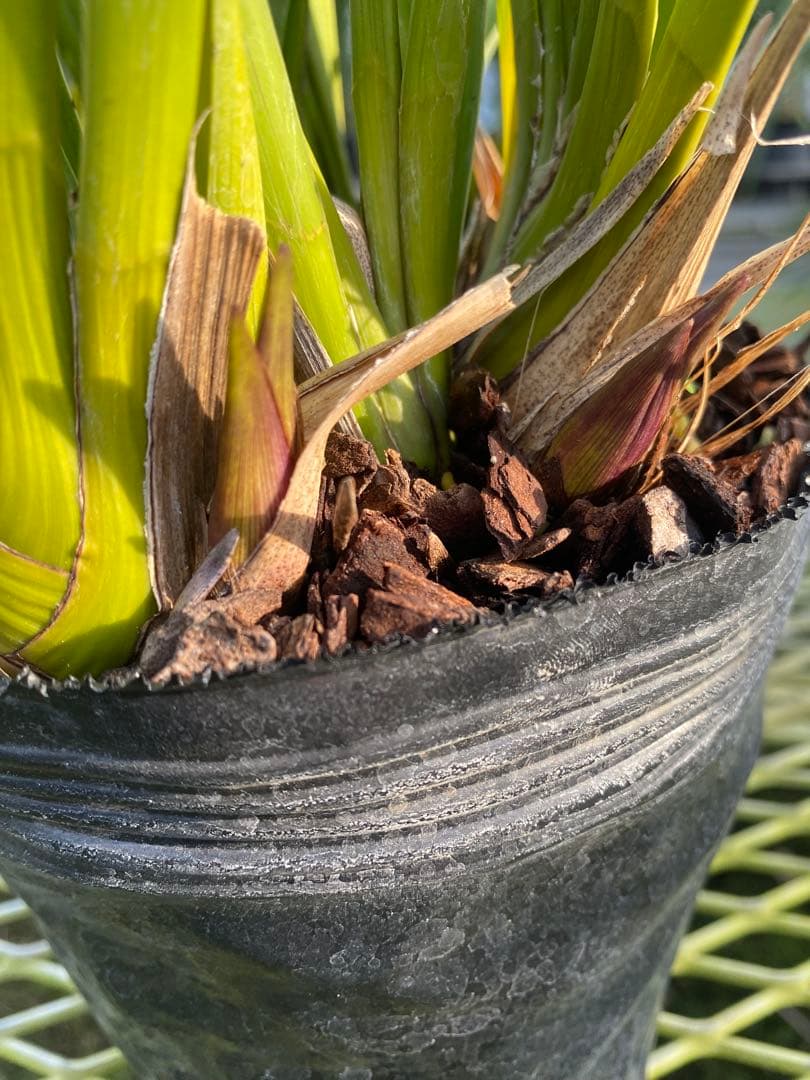 キンリョウヘン6号　花芽8本極上株！！