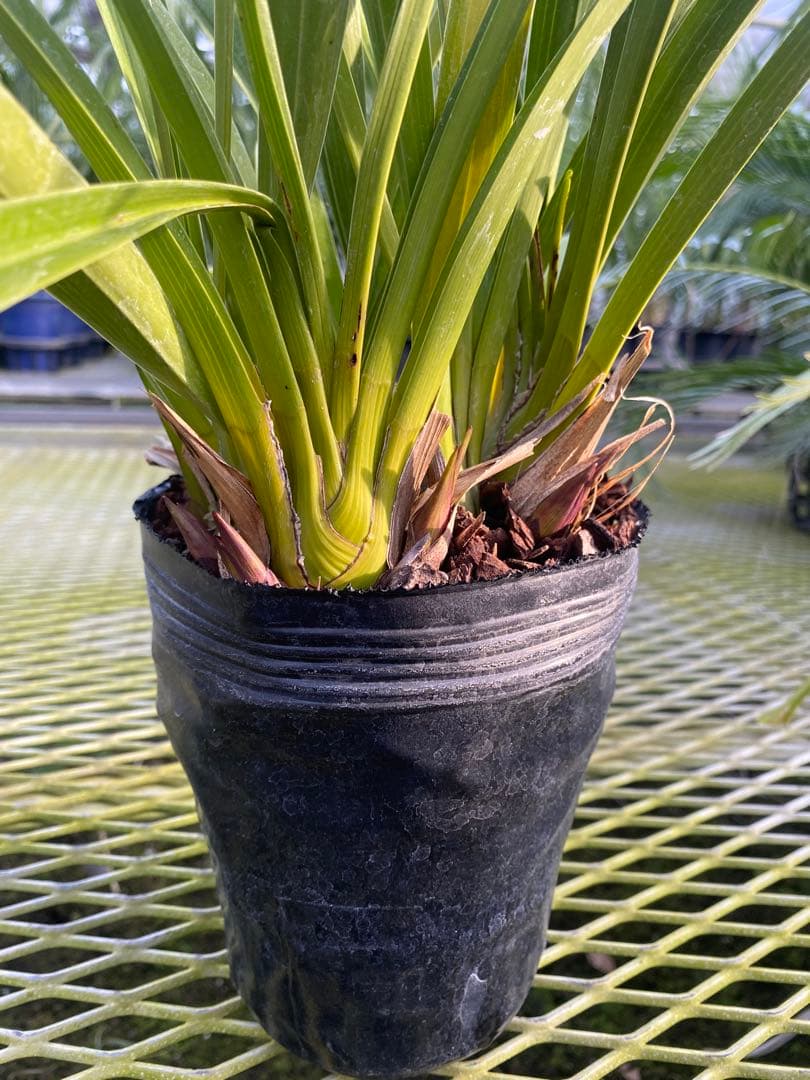 キンリョウヘン6号　花芽8本極上株！！