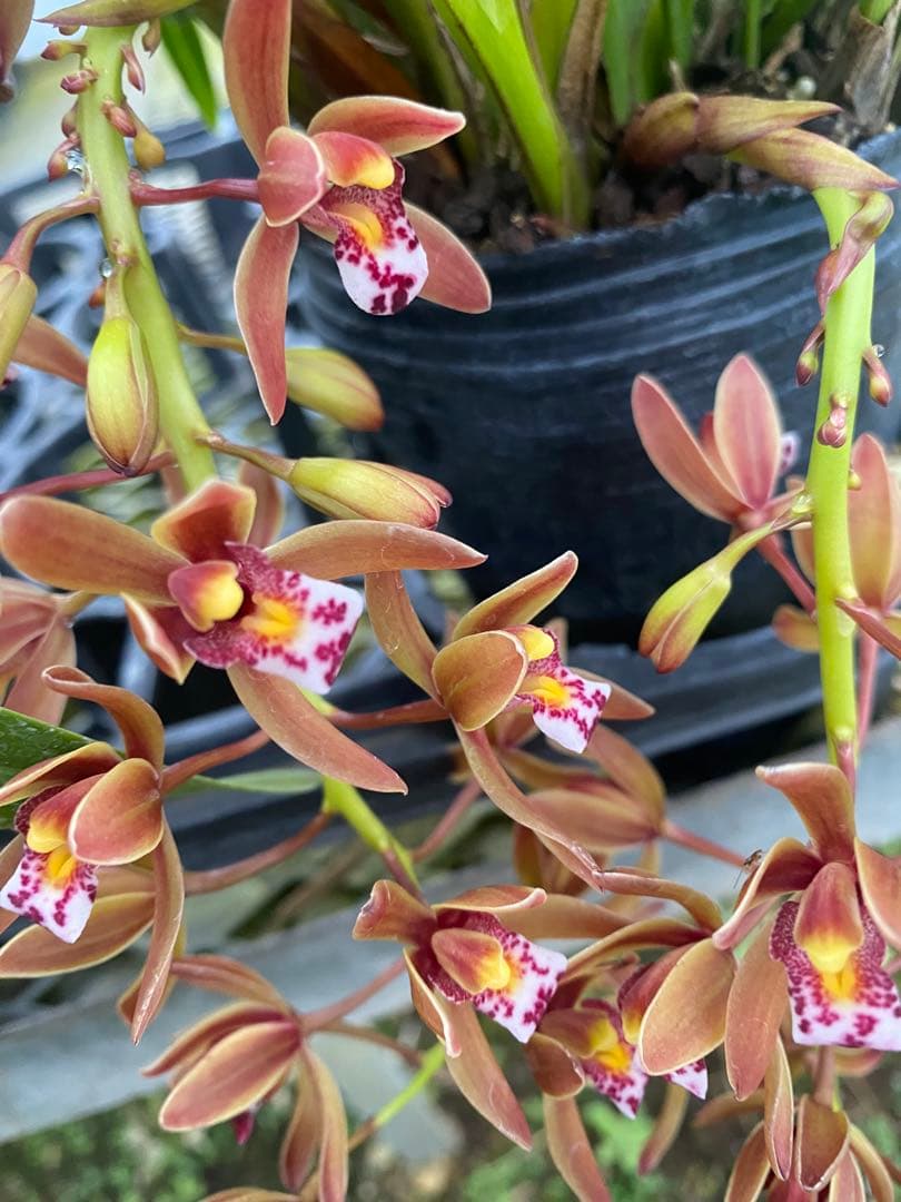 キンリョウヘン6号　花芽8本極上株！！