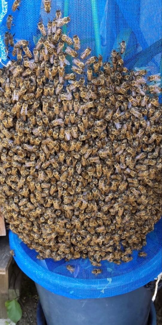 キンリョウヘン6号　花芽8本極上株！！