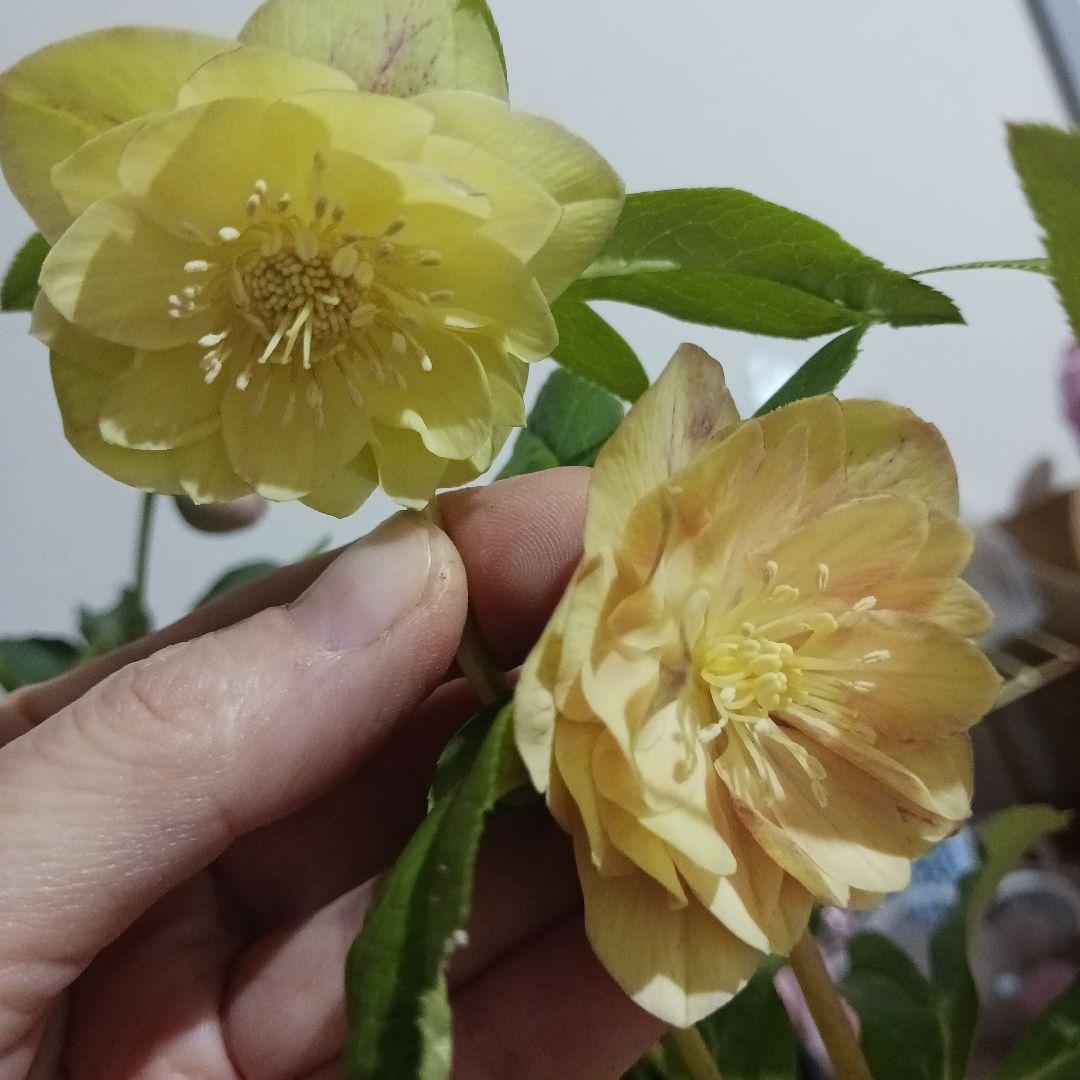 114 クリスマスローズ