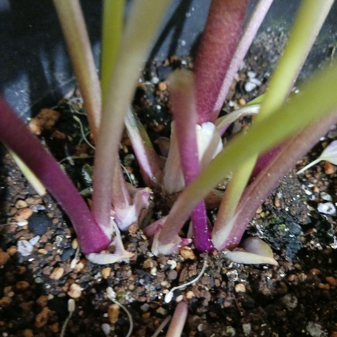 114 クリスマスローズ