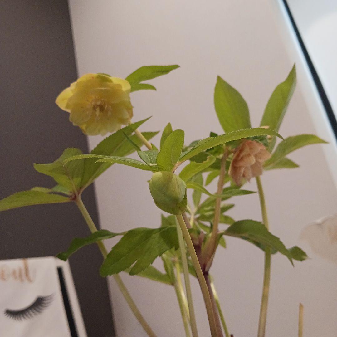 114 クリスマスローズ