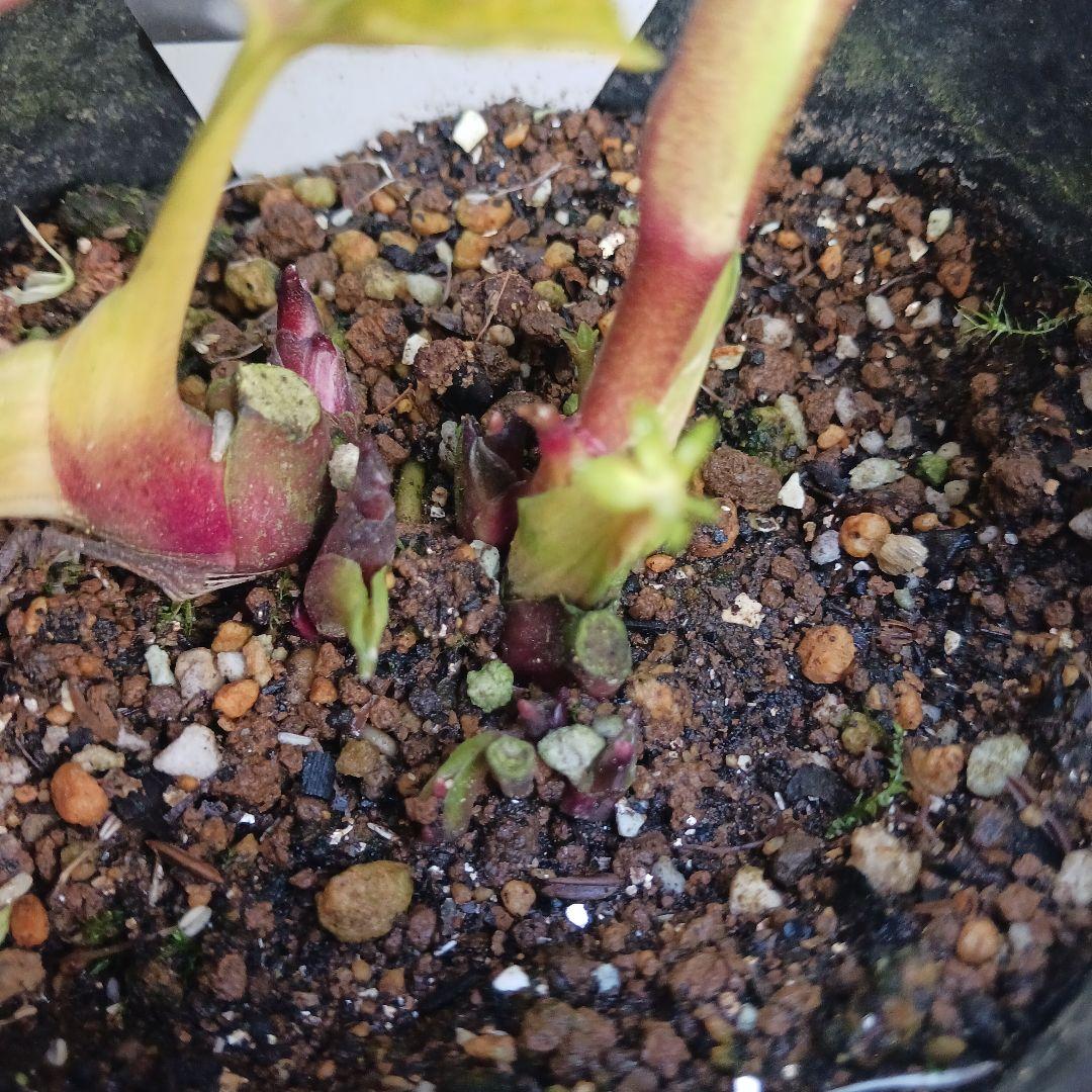 114 クリスマスローズ