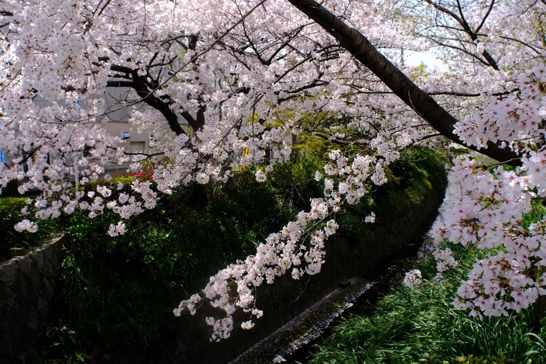 【knockさま限定】 単焦点 Ai AF Nikkor 20mm f/2.8D