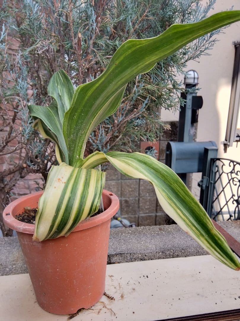 オモト　万年青　錦　抜き苗発送