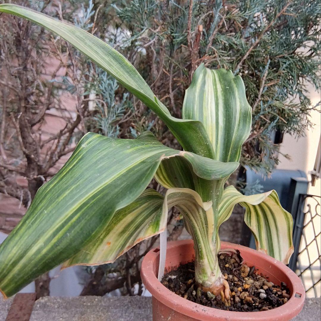 オモト　万年青　錦　抜き苗発送