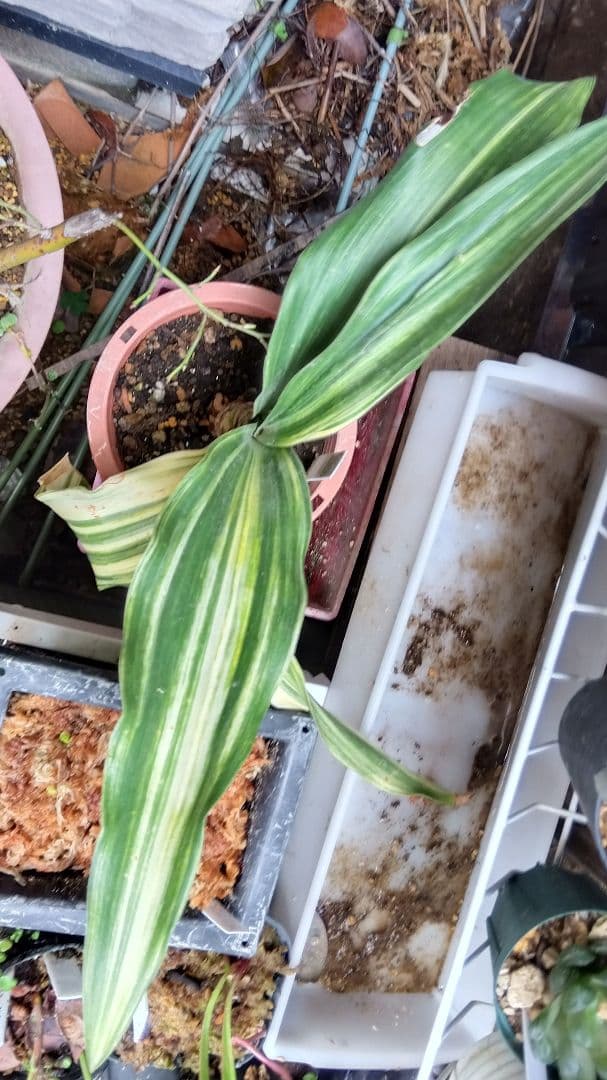 オモト　万年青　錦　抜き苗発送