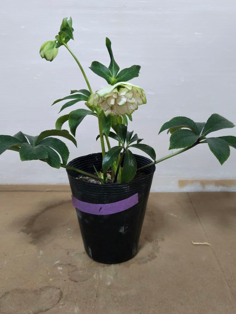 ☆クリスマスローズ☆ダブル　グリーンリップ☆6号鉢☆