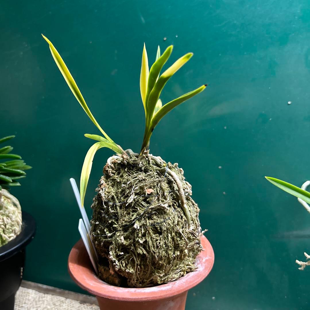 富貴蘭　旭昇　ルビー根　上柄品　2条