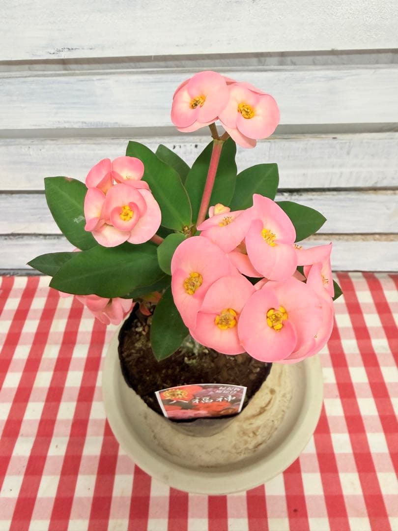 ハナキリン③八福神　６点　ポット鉢土付き苗　お届け後このまま飾れます