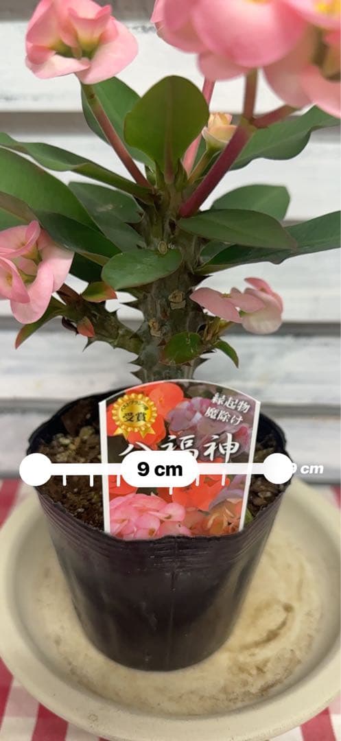 ハナキリン③八福神　６点　ポット鉢土付き苗　お届け後このまま飾れます