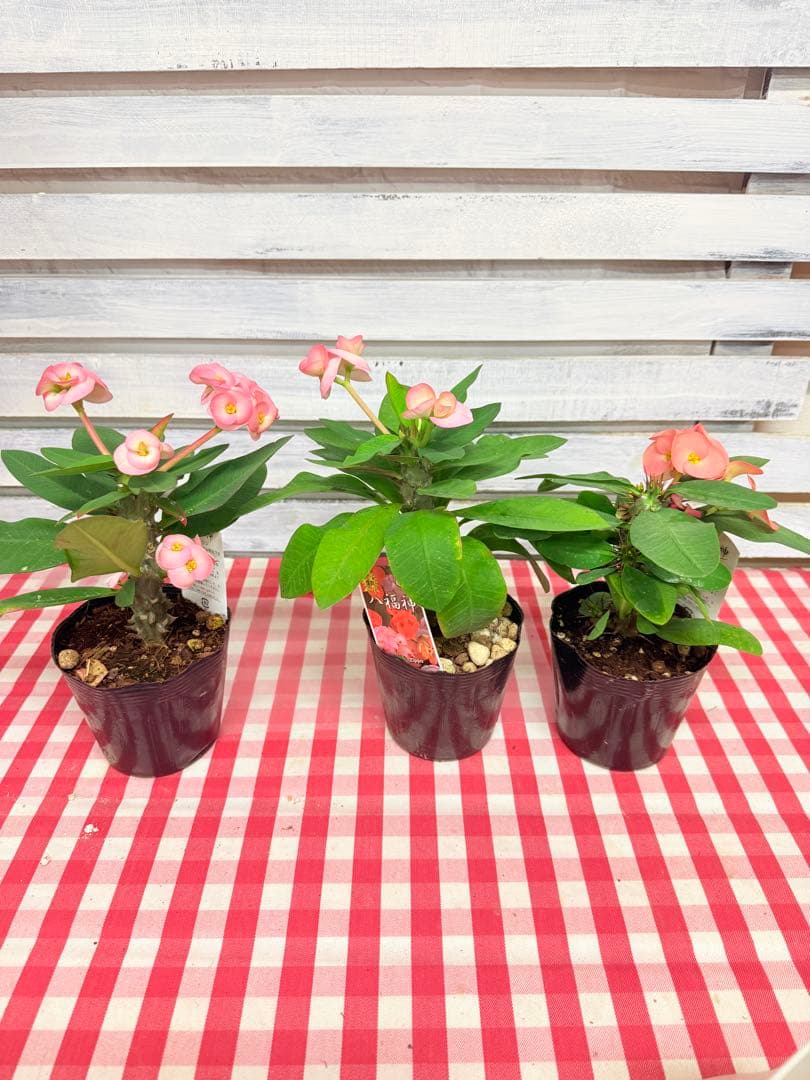 ハナキリン③八福神　６点　ポット鉢土付き苗　お届け後このまま飾れます