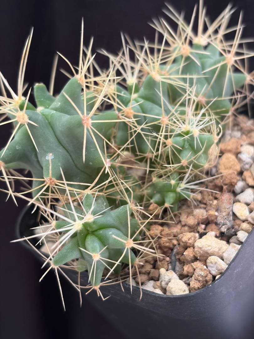 フェロカクタス王冠竜モンスト綴化　群生株◇多頭ドライガーデン多肉サボテン　アガベ