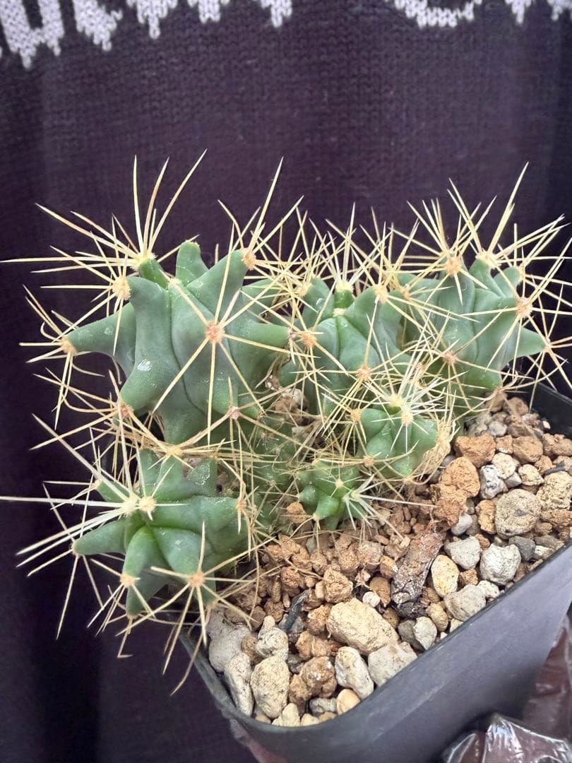 フェロカクタス王冠竜モンスト綴化　群生株◇多頭ドライガーデン多肉サボテン　アガベ