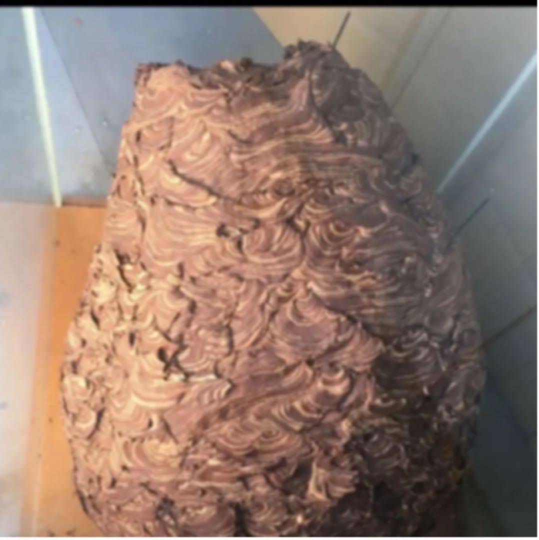 発送不可　受渡しのみ　蜂の巣　ガラスケース入り　60cm