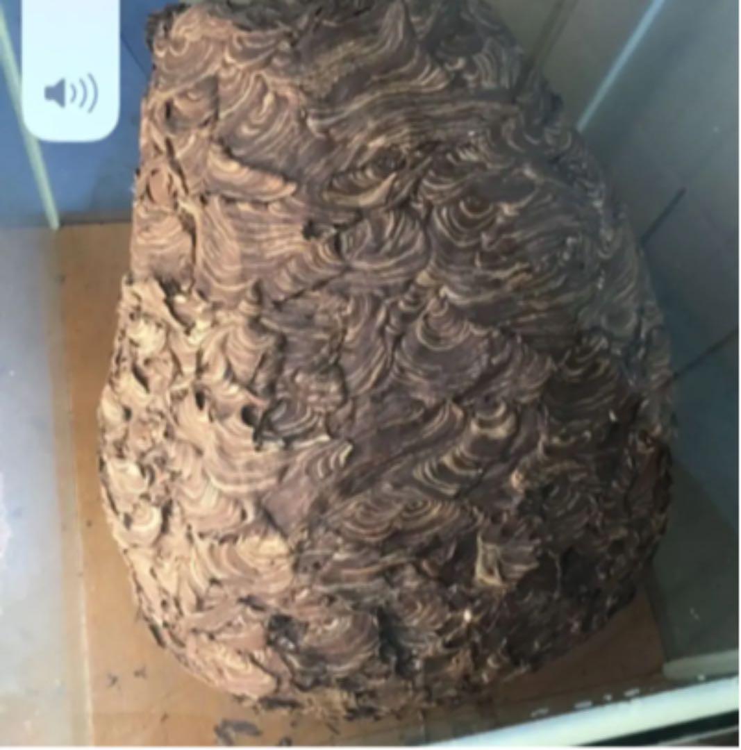 発送不可　受渡しのみ　蜂の巣　ガラスケース入り　60cm