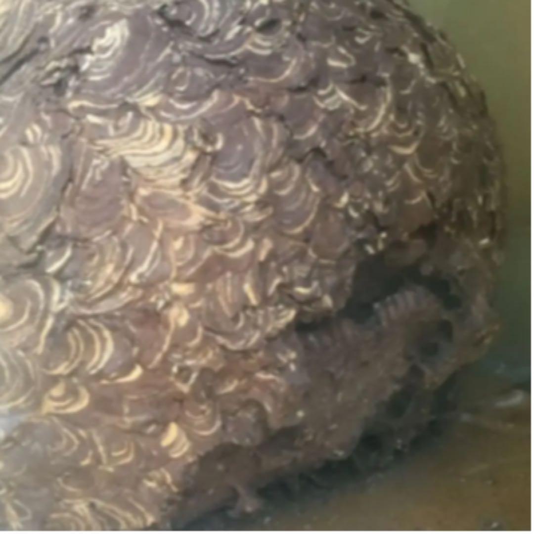 発送不可　受渡しのみ　蜂の巣　ガラスケース入り　60cm