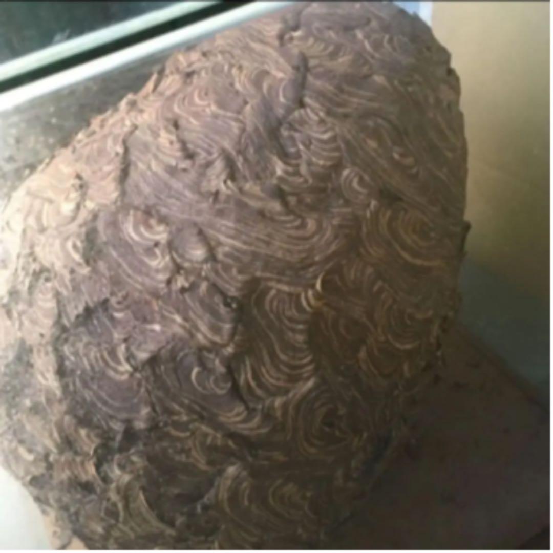 発送不可　受渡しのみ　蜂の巣　ガラスケース入り　60cm