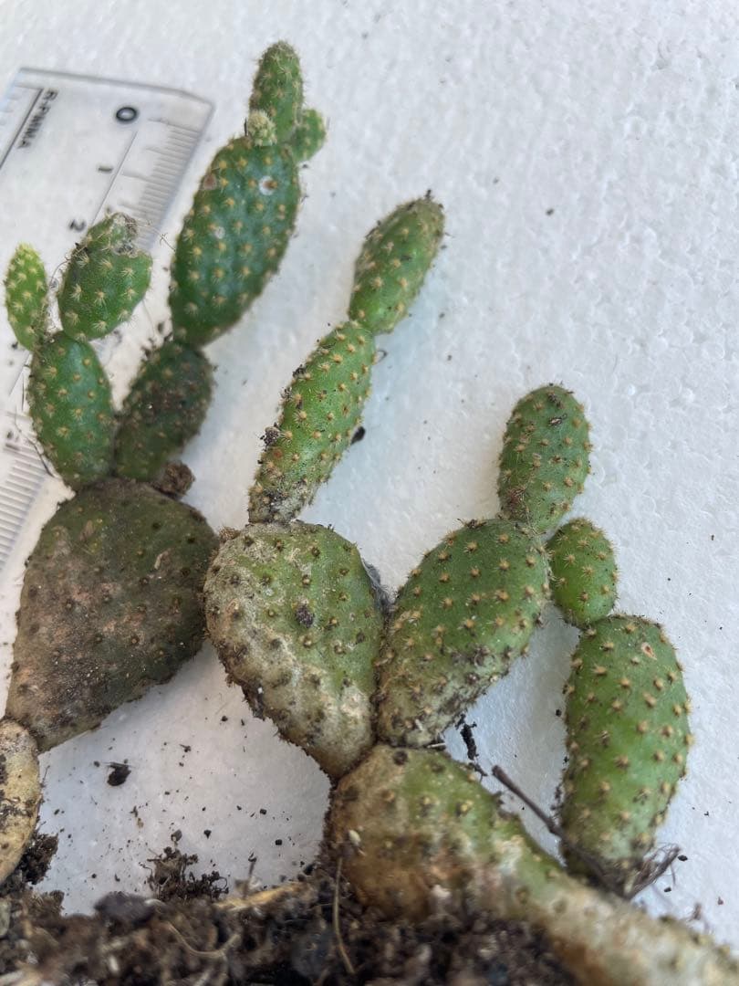 サボテン 約5cm〜10cm