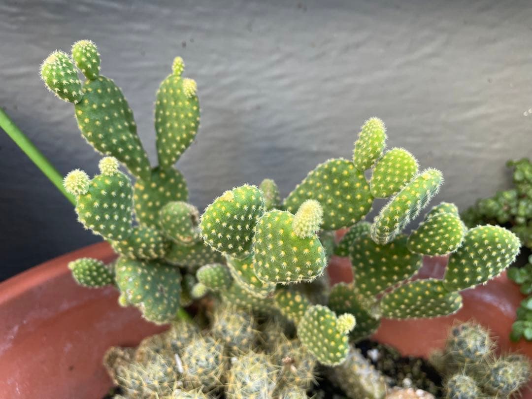 サボテン 約5cm〜10cm