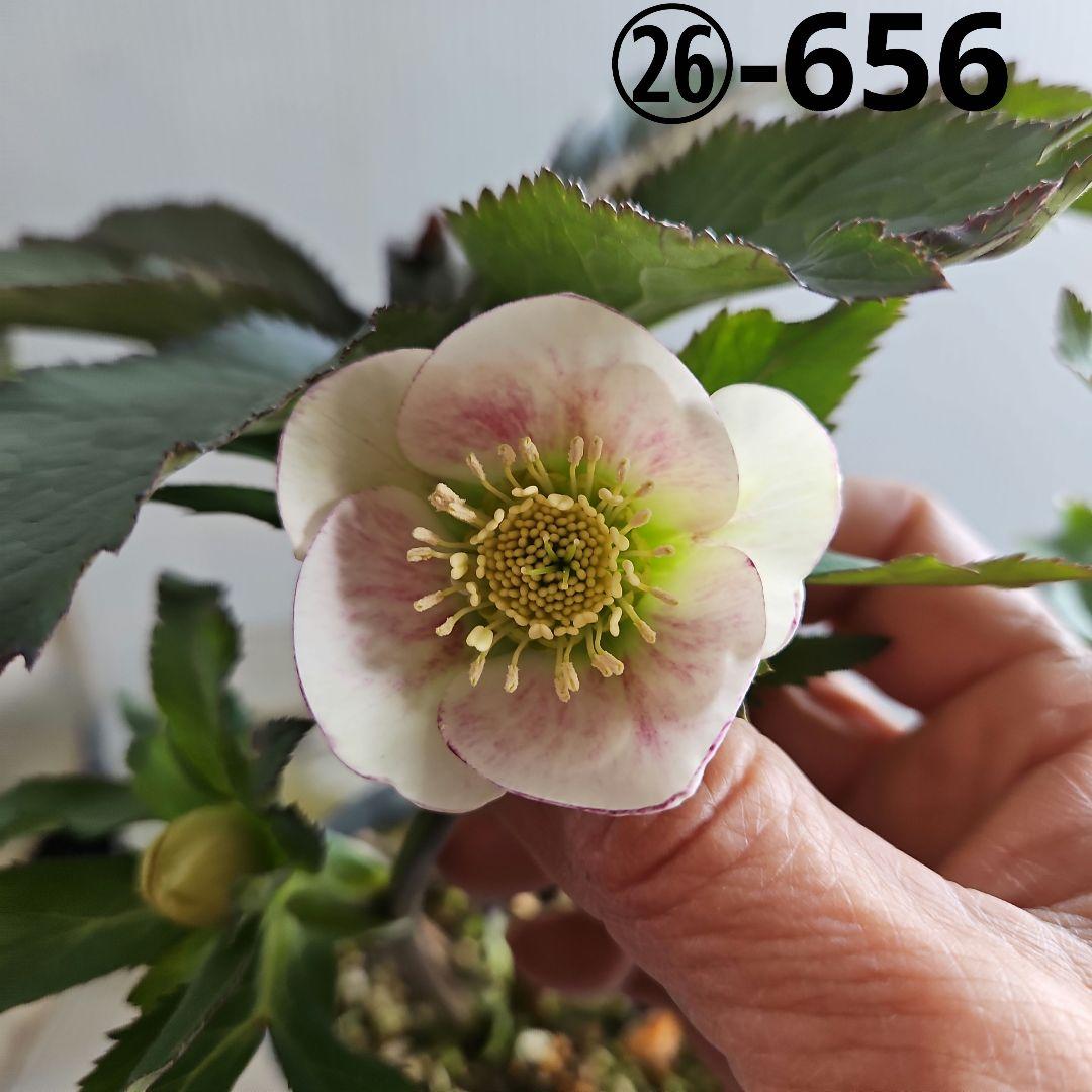 ㉖-656クリスマスローズ