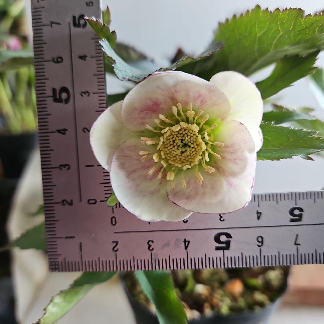 ㉖-656クリスマスローズ