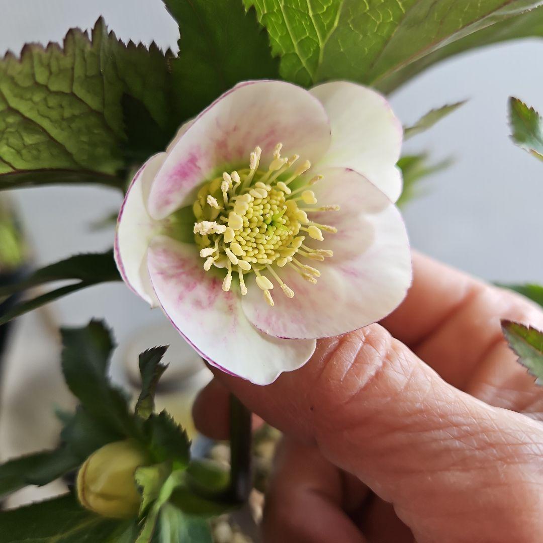 ㉖-656クリスマスローズ