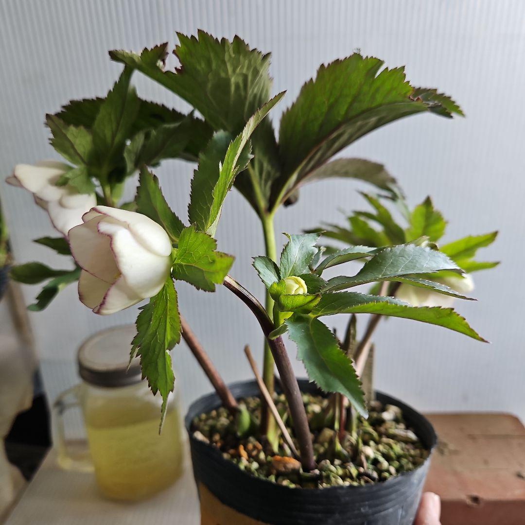 ㉖-656クリスマスローズ