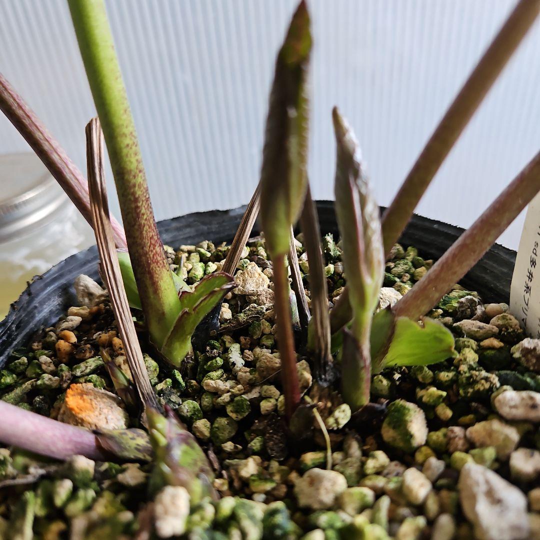 ㉖-656クリスマスローズ