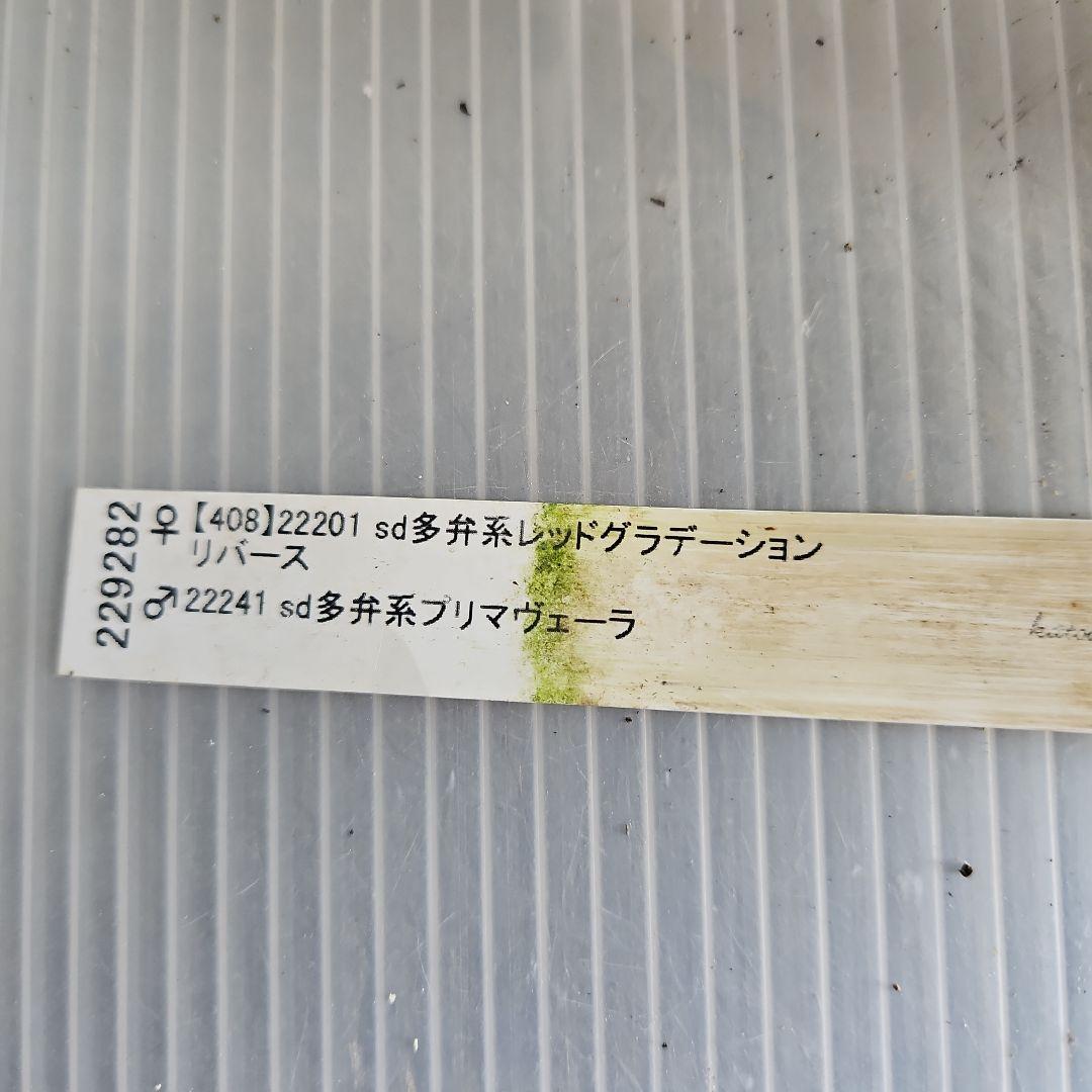 ㉖-656クリスマスローズ