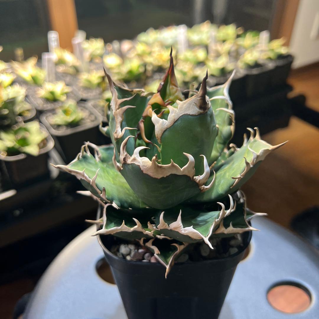 アガベ　Agave チタノタ　レッドキャットウィーズル