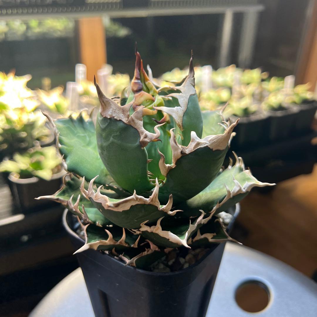 アガベ　Agave チタノタ　レッドキャットウィーズル