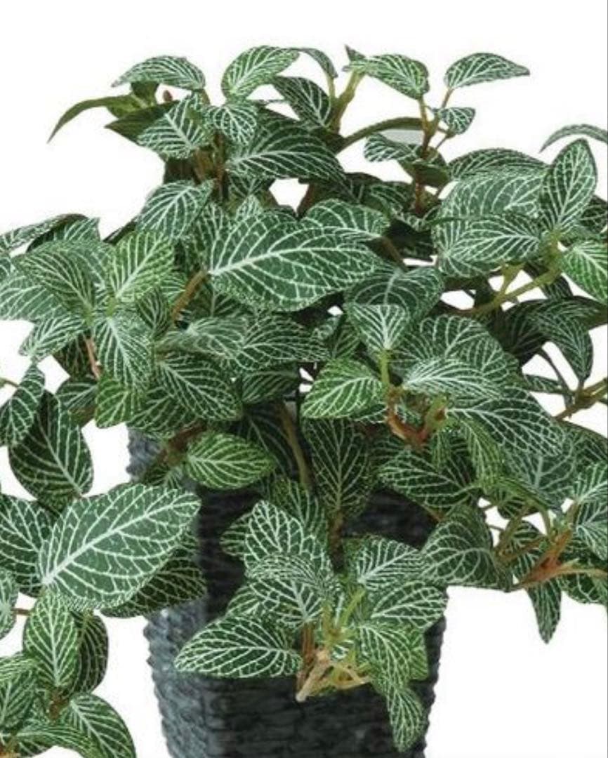 光触媒　人工観葉植物　ウォールグリーン　フェイクグリーン　フィットニアハンギング