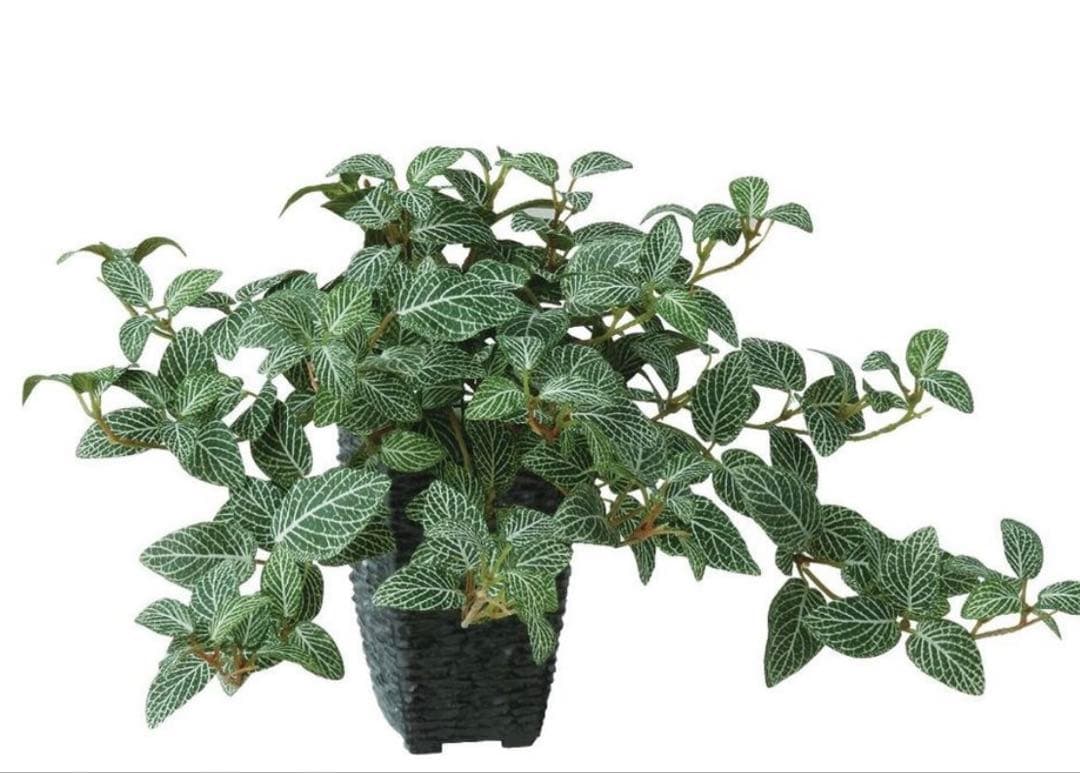 光触媒　人工観葉植物　ウォールグリーン　フェイクグリーン　フィットニアハンギング