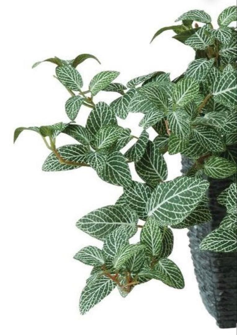 光触媒　人工観葉植物　ウォールグリーン　フェイクグリーン　フィットニアハンギング