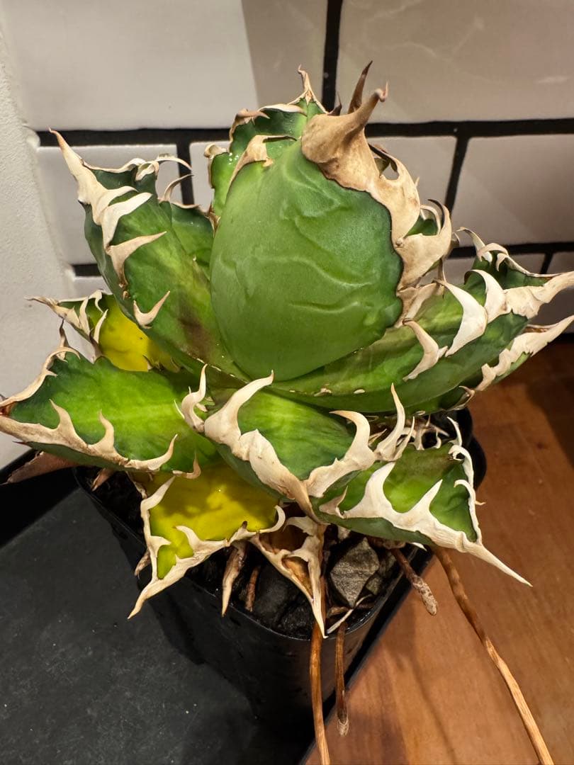 赤猫　親株　agave titanota Red Catweazle