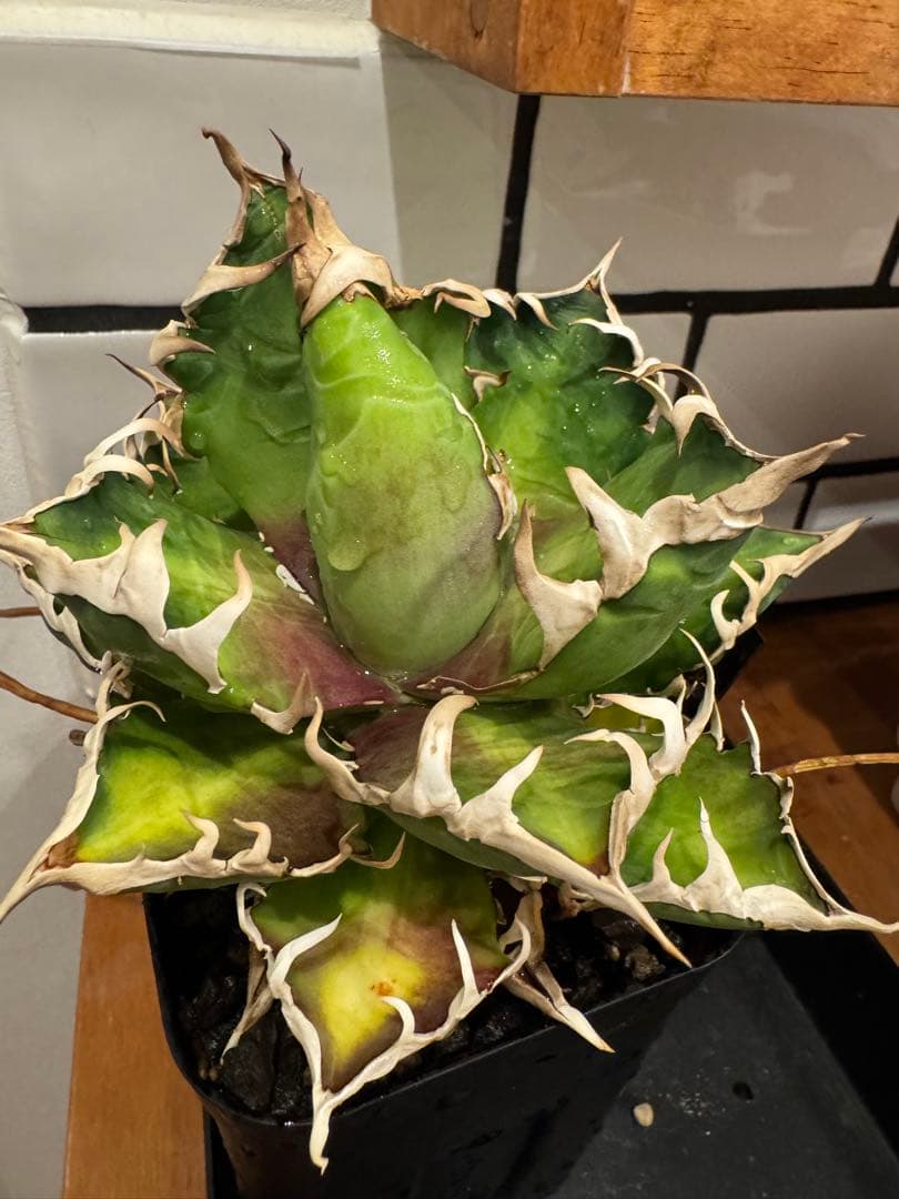 赤猫　親株　agave titanota Red Catweazle