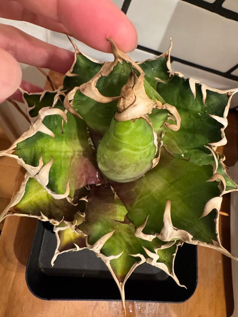 赤猫　親株　agave titanota Red Catweazle